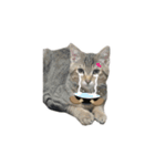可愛い猫とハムスター2020（個別スタンプ：10）