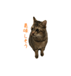 可愛い猫とハムスター2020（個別スタンプ：11）