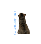可愛い猫とハムスター2020（個別スタンプ：12）