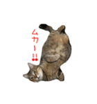 可愛い猫とハムスター2020（個別スタンプ：13）