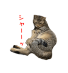 可愛い猫とハムスター2020（個別スタンプ：14）