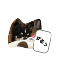 りむう2（個別スタンプ：15）