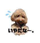 日々のモコ（個別スタンプ：1）