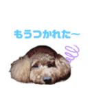 日々のモコ（個別スタンプ：5）