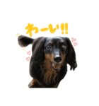 いけがみfamily（個別スタンプ：8）