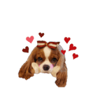 Cavalier Family の気持ち（個別スタンプ：1）