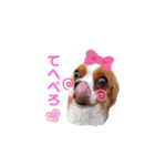Cavalier Family の気持ち（個別スタンプ：2）