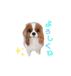 Cavalier Family の気持ち（個別スタンプ：3）