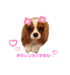 Cavalier Family の気持ち（個別スタンプ：4）