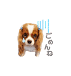 Cavalier Family の気持ち（個別スタンプ：6）