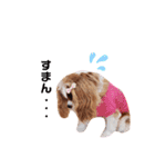 Cavalier Family の気持ち（個別スタンプ：7）