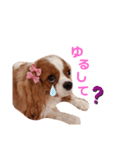 Cavalier Family の気持ち（個別スタンプ：8）