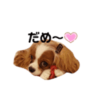 Cavalier Family の気持ち（個別スタンプ：9）