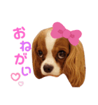Cavalier Family の気持ち（個別スタンプ：10）