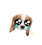 Cavalier Family の気持ち（個別スタンプ：11）