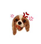 Cavalier Family の気持ち（個別スタンプ：12）
