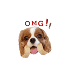 Cavalier Family の気持ち（個別スタンプ：13）