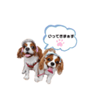 Cavalier Family の気持ち（個別スタンプ：14）