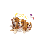 Cavalier Family の気持ち（個別スタンプ：16）