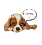 Cavalier Family の気持ち（個別スタンプ：17）