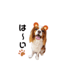 Cavalier Family の気持ち（個別スタンプ：19）