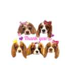 Cavalier Family の気持ち（個別スタンプ：20）