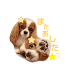 Cavalier Family の気持ち（個別スタンプ：23）
