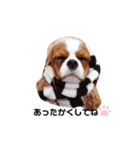 Cavalier Family の気持ち（個別スタンプ：24）
