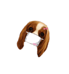 Cavalier Family の気持ち（個別スタンプ：25）