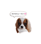 Cavalier Family の気持ち（個別スタンプ：28）