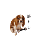 Cavalier Family の気持ち（個別スタンプ：29）