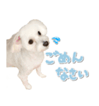 ココ＆リリのスタンプ（個別スタンプ：1）