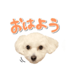 ココ＆リリのスタンプ（個別スタンプ：3）