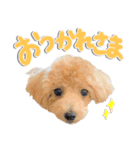 ココ＆リリのスタンプ（個別スタンプ：6）