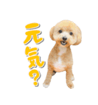 ココ＆リリのスタンプ（個別スタンプ：10）