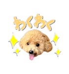 ココ＆リリのスタンプ（個別スタンプ：24）