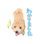 ココ＆リリのスタンプ（個別スタンプ：28）