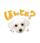 ココ＆リリのスタンプ（個別スタンプ：32）