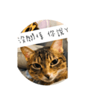 Neko lulu6（個別スタンプ：3）