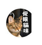 Neko lulu6（個別スタンプ：4）