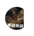 Neko lulu6（個別スタンプ：6）