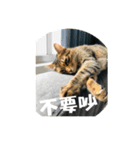 Neko lulu6（個別スタンプ：8）