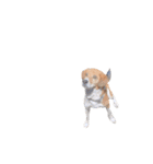 ごんた_001（個別スタンプ：10）