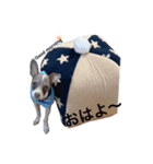 ハーブのスタンプ。（個別スタンプ：2）
