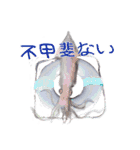 いかとシャケ（個別スタンプ：17）