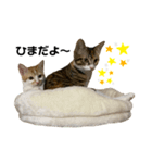 ココルルスタンプ5（個別スタンプ：1）