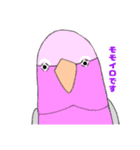 ★船堀インコ★その②(イラスト編)（個別スタンプ：11）