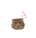 ごまきちのスタンプ（個別スタンプ：6）