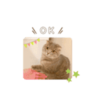 ごまきちのスタンプ（個別スタンプ：17）
