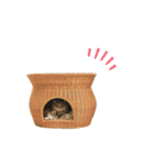 ごまきちのスタンプ（個別スタンプ：20）